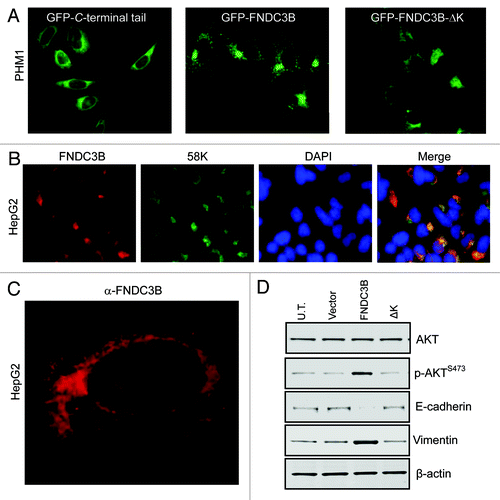 Figure 2. FNDC3B protein localizes to the Golgi network. (A) Fluorescent images of subcellular localization of FNDC3B-GFP fusion protein in C-terminal tail (GFP-C-terminal tail), full length protein (GFP-FNDC3B) and deleted C-terminal lysine (GFP-FNDC3B-ΔK) transfected PHM1 cells. See also Figure S2. (B) Co-staining of FNDC3B (red) and Golgi marker 58K (green) in HCC cell line HepG2. Double positive FNDC3B+ 58K+ cells are shown in a merged view (yellow). (C) Confocal microscopy imaging of endogenous FNDC3B (red) localization in HCC cell line HepG2. (D) AKT, pAKTS473, E-cadherin and Vimentin protein levels in untransfected (U.T), control vector (Vector), FNDC3B overexpressing (FNDC3B) and deleted C-terminal lysine overexpressing (FNDC3B-ΔK) detected by immunoblotting. β-actin was used as a loading control. See also Fig S4.