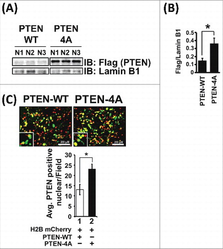 Figure 2. PTEN-4A Preferentially Localizes to the Nucleus. (A) Total nuclear proteins isolated from H1299 cells stably expressing Flag-tagged PTEN-WT and PTEN-4A revealed that PTEN-4A preferentially localized to the nucleus as compared to PTEN-WT, as examined by immunoblotting with Flag antibodies. (B) Lamin B1, an exclusively nuclear protein, was used as a loading control and to normalize densitometric values obtained for Flag-tagged PTEN-WT and PTEN-4A protein levels in the nucleus. Levels of PTEN-4A was approximately 2.5-fold higher in the nucleus than PTEN-WT. (C) Preferential nuclear localization for PTEN-4A detected by immunofluorescence signals of GFP-tagged PTEN-WT and GFP-tagged PTEN-4A protein expression in 293T cells. Expression of H2B mCherry stained the nucleus red. Data are derived from three independent experiments ± S.E. (n = 3, *p<0.05).