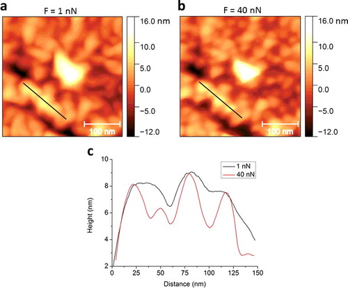 Figure 2. Peakforce AFM images of SiO2 nanoparticle-supported graphene measured at a tip-sample force of (a) 1 nN and (b) 40 nN. (c) Height profiles along the line sections in (a) and (b) (black lines).