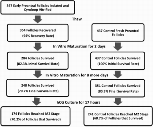 Figure 1. Survival Rates of In Vitro Matured Follicles from Vitrified/Thawed Cohort and Controls.