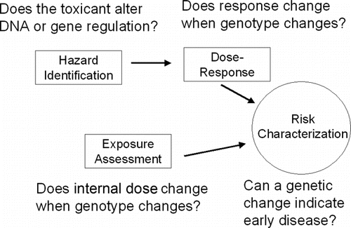 Figure 1 Incorporating genetics and epigenetics into the standard risk assessment paradigm. Reprinted from NeuroToxicology 30(7), Curran, C.P., Park, R.M., Ho, S. M., and Haynes, E. N., Incorporating genetics and genomics in risk assessment for inhaled manganese: From data to policy, 754-760, Copyright 2009, with permission from Elsevier.