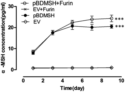 Figure 5. Expression of α-MSH in the mucous membranes of colonic mucosa d 1, 3, 5, 7, and 9 after administration of Bifidobacterium. ***p < 0.001 versus EV and EV + furin groups.
