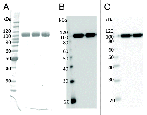 Figure 2. Electrophoretic mobility and immunoblot analysis of purified pp-PA83. (A) Coomassie-stained SDS-PAGE. pp-PA83 was loaded at 1 µg/lane. (B and C) Immunoblot. pp-PA83 was loaded at 100 ng/lane. pp-PA83 was separated by SDS-PAGE, transferred to polyvinylidene fluoride membranes and blotted with (B) a commercially available anti-4 × His mAb or (C) a pp-mAbPA.