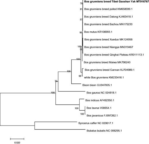 Figure 1. Molecular phylogenetic analysis by maximum likelihood method.