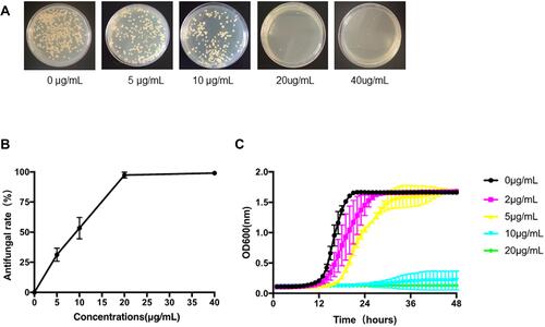 Figure 4 Agar plates of C. albicans cultured for 48 h in SDA with various concentrations of AgBr-NP@CTMAB (A). The anti-C. albicans activities evaluated via colony-counting methods (B). The growth curves of C. albicans in the presence of AgBr-NP@CTMAB were recorded at an OD600 value (C). The data are shown as the means ± SD. Bars represent standard deviations of three independent experiments.