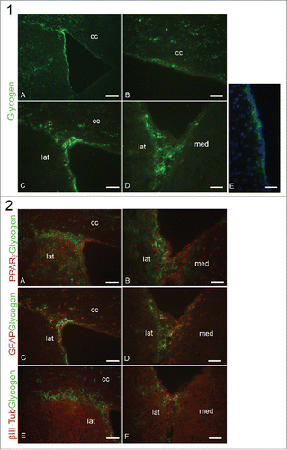 Figure 9. Panel 1: Glycogen distribution in mouse LV. A: LV at low magnification immunostained for glycogen; B-D, dorsal wall (B), migratory region (C), lateral and medial wall (D) of LV at high magnification; E, lateral wall of LV counterstained with DAPI. cc, corpus callosum; lat, lateral wall; med, medial wall. Bar in (A) = 180 μm; Bar in B-E = 60 μm. Panel 2: Glycogen and PPARγ IF in the migratory region of LV (A) and in medial and lateral wall of LV (B); Glycogen and GFAP IF in migratory region of LV (C) and in medial and lateral wall of LV (D); E-F: glycogen and β-tubulin III IF in the migratory region of LV (E) and in medial and lateral wall of LV (F). Bar = 60 μm.