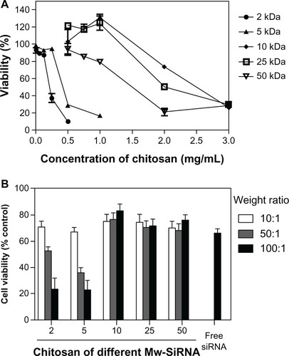 Figure 3 (A) In vitro cytotoxicity of the chitosans (polymer alone) of different molecular weights on HeLa cells as measured by MTT assay. (B) In vitro cytotoxicity of chitosan-siRNA complexes.Notes: The chitosan-siRNA complexes were at a chitosan to siRNA Sjogren syndrome antigen weight ratio of 10:1, 50:1, and 100:1, respectively.Abbreviations: MW, molecular weight; siRNA, small interfering RNA.