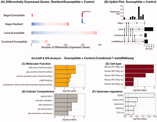 Figure 2. Analysis of RNA-seq datasets from studies which have used chronic social defeat stress to examine the impact on the PFC transcriptome in male mice classified as resilient or susceptible. (A) Heatmaps indicating degree of fold-change and the number of differentially expressed genes in each study and in the combined analysis (bottom row) for susceptible vs control and resilient vs control mice. (B) UpSet plot of overlaps between the various datasets that were analyzed. (C–E) EnrichR analysis for differentially expressed genes that were common in the combined analysis and metaRNAseq analysis for susceptible vs control mice. (F) Predicted upstream regulators of the differentially expressed genes that were common in the combined analysis and metaRNAseq analysis for susceptible vs control mice.