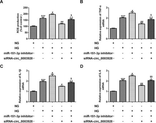 Figure 7 Hsa_circ_0003928/miR-151-3p axis regulates HG-induced inflammatory response in HK-2 cells. (A) HK-2 cells were treated with NG or HG for 48 h. Besides, after transfection with miR-151-3p inhibitor or siRNA-circ_0003928 or the combination of iR-151-3p inhibitor and siRNA-circ_0003928, HK-2 cells were treated with HG for 48 h, then production of ROS was determined using DCF-DA method. (B–D) The mRNA levels of TNF-α, IL-6 and IL-1β were determined by RT-qPCR. ***p<0.001 vs NG; #, ##p<0.05, 0.01 vs HG; Δ, ΔΔp<0.05, 0.01 vs HG+miR-151-3p inhibitor; $, $$ p<0.05, 0.01 vs HG+siRNA-circ_0003928.