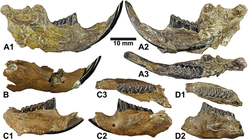 Figure 4. Mandibles of the minute beaver Euroxenomys minutus (von Meyer Citation1838), from the early Late Miocene locality Hammerschmiede (Bavaria, Germany), local stratigraphic levels HAM 5 and HAM 4. Scale bar equals 10 mm. (A) GPIT/MA/12168, right mandible with angular process, part of the coronoid process, i2, p4-m2 in buccal (A1), lingual (A2) and occlusal (A3) views. (B) GPIT/MA/17127, right mandible with i2 in buccal view. (C) GPIT/MA/16523, left mandible with broken i2 and complete cheek toothrow p4-m3 in lingual (C1), buccal (C2) and occlusal (C3) views. (D) SNSB-BSPG 2020 XCIV-5287, left mandible fragment with complete cheek toothrow p4-m3 in occlusal (D1) and buccal (D2) views.