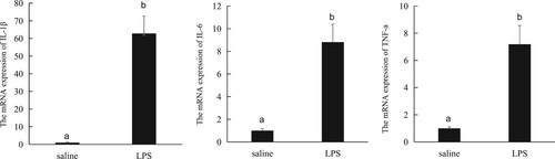 Figure 2. The mRNA expression of pro-inflammatory cytokines in the liver.