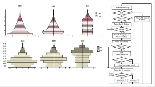 Figure 8. Aging algorithm applied each year for each human being, with DOPAMID simulations (bottom left) and World Bank data (top left from Citation20).