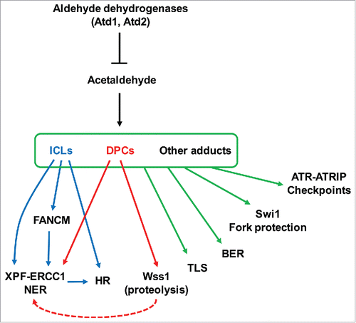 Figure 9. Model of cellular responses to prevent acetaldehyde-dependent DNA damage. For details, see text.