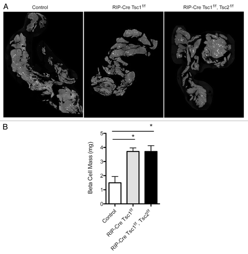 Figure 3. Representative pancreatic morphology (A) from mice with different genotypes stained for insulin (green) and DAPI (blue). Quantification of β-cell mass (B) in 5–7 mo old mice (n >3). Data are mean SE ± SEM *p< 0.05.