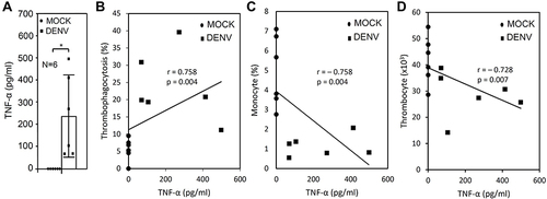 Figure 3 Abnormal production of TNF-α caused by DENV infection correlates with the induction of thrombophagocytosis and the loss of monocytes and thrombocytes. Following DENV (MOI = 1) co-culture in 100 μL of whole blood (WB) ex vivo for 24 h, TNF-α production was measured in the plasma by ELISA (A). The quantitative data are depicted as the mean ± SD obtained from six cases (N = 6). * p < 0.05. Furthermore, correlation analysis showed the strength of the relationship between TNF-α production and the induction of thrombophagocytosis (B), reduction of monocytes (C), and thrombocytes (D), which are expressed numerically based on the r and p values.