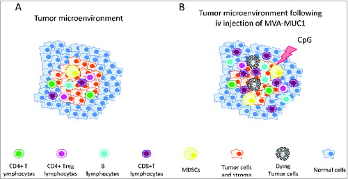 Figure 1. Tumors are made up of cancer cells and a stroma of carcinoma-associated fibroblasts and various immune cells defined as the tumor microenvironment. (A) Cancer cells and stromal cells interact to foster tumor growth while suppressing the activity of cytotoxic immune cells including that of tumor-associated antigen-specific CD8+ T cells. (B) Upon intravenous injection of MVA-MUC1, the subsequent infiltration of MUC1-CD8+ T cells modifies the ratio of suppressive cells to that of effector cells in favor of the latter. Further modification of the microenvironment with immunomodulating compounds such as CpG favors the cytotoxic activity of MUC1-specific CD8+ T cells to control tumor growth. Such a property of MVA could be used in a clinical setting to participate in the shaping of an immuno-efficient tumor microenvironment through combinations with existing and/or emergent therapies.