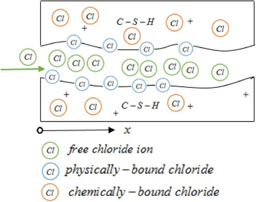 Figure 1. Schematic diagram of chlorides diffusion in concrete. 
