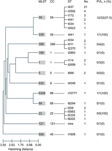 Figure 2 Molecular characteristics of 53 CA-MRSA isolates. Evolution patterns of the 53 CA-MRSA isolates (calculated by goeBURST hierarchical clustering analysis) and the carriage of PVL genes among the different MLST groups.