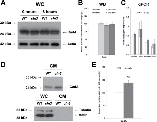 Figure 9. Effect of Cln3-deficiency on the intra- and extracellular levels of CadA during Dictyostelium starvation. (A) Whole cell lysates (WC, 5 µg) from cells starved for 0 and 6 hours in KK2 buffer were separated by SDS-PAGE and analyzed by western blotting with anti-CadA and anti-β-actin (loading control). Molecular weight markers (in kDa) are shown to the left of each blot. (B) CadA protein bands were quantified and plotted. Western blot (WB) data presented as the mean amount of protein relative to WT 0 hour sample ± SEM (n = 8). (C) Effect of Cln3-deficiency on the expression of cadA. qPCR data presented as the mean normalized gene expression ± SEM (n = 4). (D) Equal volumes of conditioned media (CM) from 6 hour starved cells (24 µl) were separated by SDS-PAGE and analyzed by western blotting with anti-CadA, anti-β-actin (fractionation control), and anti-tubulin (fractionation control). Molecular weight markers (in kDa) are shown to the left of each blot. (E) CadA protein bands were quantified and plotted. Data presented as the mean amount of protein relative to WT sample ± SEM (n = 8). **p-value < 0.01 (one-sample t-test).