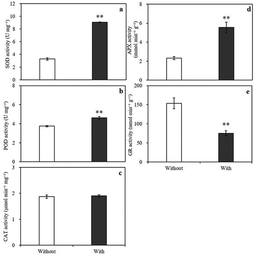 Figure 5. Effects of A. baimaensis VOCs on activities of SOD (a), POD (b), CAT (c), APX (d), and GR (e) of E. nutans. ** indicant significant difference than CK (P ≤ .01), * indicant significant difference than CK (P ≤ .05), and vertical bars indicate ± SE of mean.