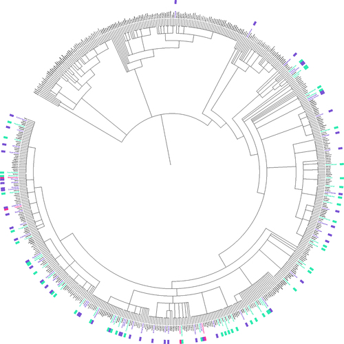 Figure 4. Phylogenetic tree of species in which melatonin (blue), serotonin (pink) or both (purple) have been studied and mapped to all plant families. Tree was constructed using PhyloT v2 and visualized in iTOL using the annotation spreadsheet editor. A list of all plant families was acquired from World Flora Online,Citation26,Citation27 family and species names were confirmed using the taxonomic name resolver service.Citation28 An interactive version of this figure can be viewed at https://itol.Embl.de/export/5067182177413091708903228.