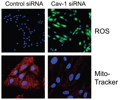 Figure 2 Acute knock-down of Cav-1 in human stromal fibroblasts increases ros production and negatively affects mitochondrial activity. (Upper) Cav-1 knock-down induces ROS production. CM-H2DCFDA staining (green) was performed on hTER T-fibroblasts treated with Cav-1 siRNA (right) or control siRNA (left). Cells were counterstained with Hoechst nuclear stain (blue). Samples were then immediately imaged using a 488 nm excitation wavelength. Note that Cav-1 knock-down greatly promotes ROS generation. Importantly, images were acquired using identical exposure settings. Original magnification, 20x. (Lower) Cav-1 knock-down decreases mitochondrial activity. hTERT-fibroblasts were treated with Cav-1 siRNA (right) or control siRNA (left). Then, functional mitochondria with active membrane potential were visualized using MitoTracker staining (red). DAPI was used to stain nuclei (blue). Note that transient Cav-1 knock-down greatly decreases mitochondrial activity. Importantly, paired images were acquired using identical exposure settings. Original magnification, 63x. Images were reproduced from references,Citation7 and Citation7 with permission.