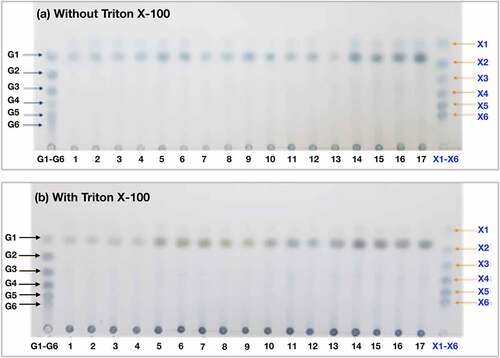 Figure 5. TLC analysis of hydrolysis products from untreated rice straw hydrolyzed in (a) the absence and (b) the presence of Triton X-100. The samples were incubated at 55°C with an agitation rate of 180 rpm for 24 h. The molecular size marker lane (G1-G6) contains a mix of celloligosaccharides, including glucose (G1), cellobiose (G2), cellotriose (G3), cellotetraose (G4), cellopentaose (G5), and cellohexaose (G6). The molecular size marker lane (X1-X6) contains a mix of xylooligosaccharides, including xylose (X1), xylobiose (X2), xylotriose (X3), xylotetraose (X4), xylopentaose (X5), and xylohexaose (X6). Lanes 1–17 show the hydrolysis products from Runs 1–17 in the absence or presence of Triton X-100