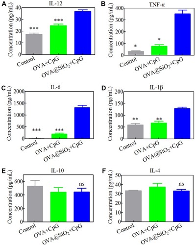 Figure 5 (A–F) The cytokines (IL-12, TNF-α, IL-6, IL-1β, IL-4 and IL-10) release of BMDCs stimulated with formulations for 48 h. Data represented the mean ± SD (n=3), the differences were analyzed using one-way ANOVA with Tukey’s multiple comparison test, *p < 0.05, **p < 0.01, ***p < 0.001.