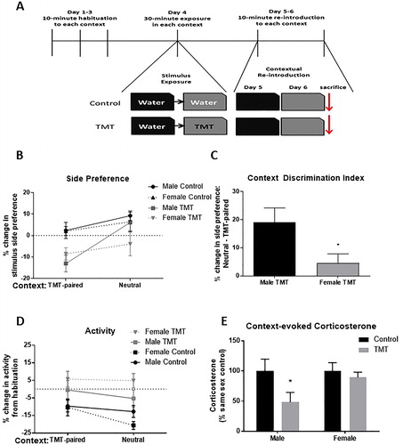 Figure 1. Predator odor context discrimination. (A) Diagram depicting experimental design and timeline. (B) Animals exposed to TMT, regardless of sex, exhibited reduced preference for the stimulus-paired side of the TMT-paired, but not the neutral context. (C) Female animals exposed to TMT displayed an impaired ability, relative to TMT-exposed male rats, to limit avoidant behavior to the TMT-paired context. (D) Animals exposed to TMT exhibited an attenuated decrease in activity relative to control animals, regardless of sex and context. (E) When controlling for basal sex differences in corticosterone, TMT-exposed animals exhibited a trend toward reduced corticosterone levels. Post hoc analysis detected a significant difference between TMT-exposed and control males, but not females (*p < .05).