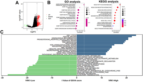 Figure 9 Function enrichment analyses. (A) A total of 512 up-regulated and 12 down-regulated DEGs were identified. (B) GSEA analysis. (C) GSVA analysis.