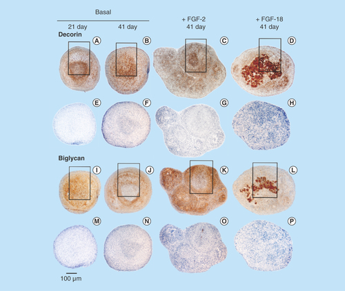 Figure 3.  Immunolocalization of decorin (A–H) and biglycan (I–P) in micromass pellet cultures in basal medium (days 21 and 41) and in media supplemented with FGF-2 or -18. Rows (E–H) and (M–P) represent negative control sections for the specimens above them. The boxed areas indicated are shown at higher magnification in Figure 4.