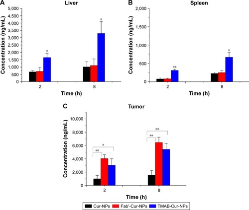 Figure 8 Biodistribution study of Cur-NPs, Fab′-Cur-NPs, and TMAB-Cur-NPs in BT-474-bearing BALB/c mice.Notes: Mice bearing the 200 cm3 tumor were treated 24 h later with Cur-NPs, Fab′-Cur-NPs, or TMAB-Cur-NPs at a dose of 4 mg curcumin/kg. Mice bearing tumor were euthanized at pre-set time points; organs were collected, and the amount of drug in tissue was measured. Data are presented as the mean ± SD (n=3). Panels A, B, and C are data collected in liver, spleen, and tumor, respectively. Significant differences in Cur-NPs and Fab′-Cur-NPs, and TMAB-Cur-NPs are marked with * for P<0.05 and ** for P<0.01.Abbreviations: Cur, curcumin; Cur-NPs, curcumin nanoparticles; Fab′-Cur-NPs, fragment Fab′-modified curcumin nanoparticles; TMAB-Cur-NPs, trastuzumab-modified curcumin nanoparticles.