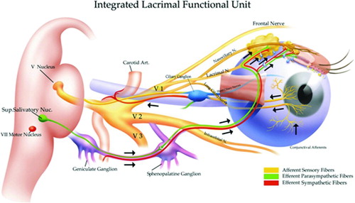 FIGURE 1.  The Lacrimal Functional Unit. The LFU unifies the complex reflex network connecting the sensory tissues and secretory glands that provide homeostasis on the ocular surface, and is composed of the ocular surface tissues (cornea, corneal limbus, conjunctiva, conjunctival blood vessels, and eyelids), the tear secreting machinery (main and accessory lacrimal glands, meibomian glands, conjunctival goblet, and epithelial cells), and their neural connections. The LFU is tightly controlled by neural input from the ocular surface tissues. Subconscious stimulation of the corneal nerve endings triggers afferent impulses through the ophthalmic branch of the trigeminal nerve (V), which integrate in the central nervous system and the paraspinal sympathetic tract, in turn generating efferent secretomotor impulses that stimulate secretion of the healthy tear film. Any one of several sensory stimuli, e.g., pain, microbial/environmental insult, and emotion can stimulate the tear secreting reflex. Illustration from Beuerman et al. The Lacrimal Functional Unit in Dry Eye and Ocular Surface Disorders (eds. Pflugfelder SC, Beuerman RW, and Stern ME) (Marchel Dekker, Inc., New York, 2004) 11–39.