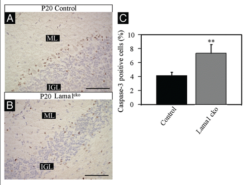 Figure 9 Increased apoptosis in P20 Lama1cko animals. Coronal sections of P20 control (A) and Lama1cko (B) cerebella stained with cleaved caspase-3 antibody to reveal apoptotic cells. (C) Quantification of caspase-3 positive cells in the IGL (**p < 0.01). Scale bar: 100 µm. ML, Molecular Layer; IGL, Internal Granular Layer.