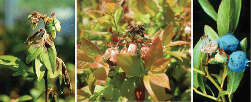 FIGURE 1 Damage to leaves, inflorescences, and flowers by Monilinia (left and central pictures). Resulting damage and presence of “mummyberries” with lowbush blueberries. (Left and right photographs are courtesy of the Nova Scotia Department of Agriculture.) (color figure available online)