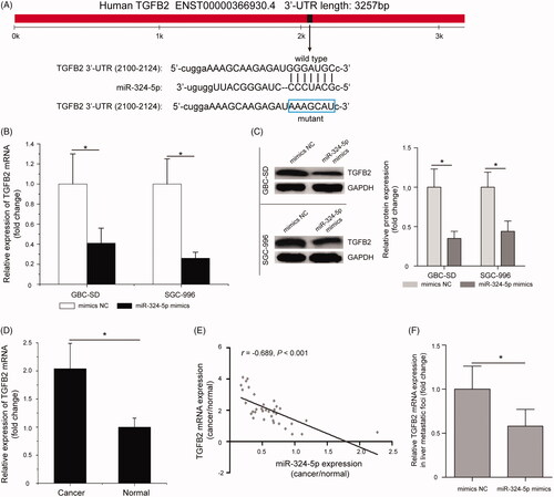 Figure 3. Restoration of miR-324-5p suppresses the expression of transforming growth factor beta 2 (TGFB2) in GBC cells. (A) Schematic of the mRNA 3′-untranslated region (3′-UTR) of TGFB2 containing the miR-324-5p binding sites. (B) Quantitative RT-PCR assay showed that overexpression of miR-324-5p in GBC cell lines significantly decreased TGFB2 mRNA expression compared with cells treated with the mimics NC groups. (C) The protein levels of TGFB2 in miR-324-5p mimics-transfected GBC-SD and SGC-996 cells were determined by Western blot assay. (D) TGFB2 mRNA was significantly up-regulated in GBC tissues compared with the adjacent normal tissues. (E) The negative correlation between TGFB2 mRNA expression and miR-324-5p levels in GBC patients. (F) Quantitative RT-PCR assay analysis of TGFB2 mRNA expression in liver metastatic foci after injection of miR-324-5p mimics or mimics NC. Data represented the mean and SD of at least three independent experiments, *p < .05.