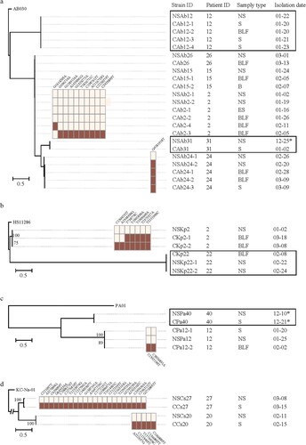 Figure 5. Genome sequences of identical strains isolated from both nasopharyngeal swabs and lower-respiratory tract infection sites. (a–d) Trees based on the genome sequences of the A. baumannii (a), K. pneumoniae (b), P. aeruginosa (c), and C. striatum (d) strains isolated from both nasopharyngeal swabs and lower-respiratory tract infection sites. The SNPs between strains from a given patient are shown to the right of the tree. Numbers in the text corresponding to each SNP are the reference genome location. The first base is the base of the first strain of bacteria in each patient, shown in the light-coloured frame. The second base is the mutant base, shown in the dark-coloured frame. Strains with identical sequence are represented by squares. Dates from 2017 are marked with an asterisk; all other dates are from 2018. NS, nasopharyngeal swab; ES, endotracheal aspirates; BLF, bronchoalveolar lavage fluid, S, sputum; B, blood.