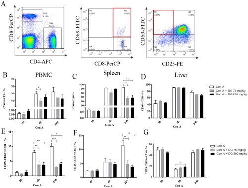 Figure 5 Pre-treatment with DG suppressed the activation levels of CD4+ and CD8+ T cells. (A) Analysis of T lymphocytes activation levels. (B–D) The percentages of the CD8+CD69+ subset from the PBMC, spleen, and liver, respectively, in Con A-induced immune injury with or without DG pre-treatment. (E–G) The percentages of the CD4+CD25−CD69+ subset from the PBMC, spleen, and liver, respectively, in Con A-induced immune injury with or without DG pre-treatment. *, **, and *** mean P < 0.05, P < 0.01, and P < 0.001, respectively. N = 8 for each group. This experiment was performed in triplicate.
