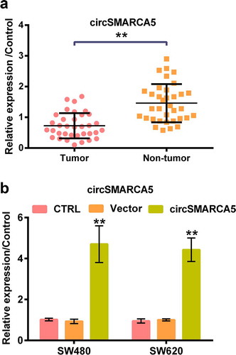 Figure 1. Level of circSMARCA5 in colon cancer tissues. (a) Expression levels of circSMARCA5 in colon cancer clinical specimens (n = 35) and the corresponding non-tumor tissues (n = 35) were measured by RT-qPCR. (b) RT-qPCR analysis of circSMARCA5 expression in SW480 and SW620 cells transfected with circSMARCA5 overexpressing plasmid or vector. ** p < 0.01
