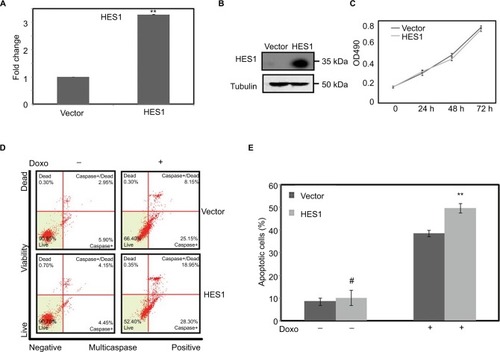 Figure 3 Upregulation of HES1 expression could promote Doxorubicin-induced apoptosis.Notes: Cells were stably transfected with HES1 overexpression plasmids. Cells transfected with empty pOZ vector were used as the control group. (A) The overexpression efficiency of HES1 was measured by real-time RT-PCR. (B) The levels of the overexpressed protein were detected by Western blot. (C) The cell viability of overexpressed cell line was detected by MTT. (D) The overexpressed cells were stained with Multicaspase/7-AAD for quantitative measurement by using flow cytometry. (E) Bars represent the mean of three independent experiments performed in triplicate of (D). #P>0.05, **P<0.01. The cells were treated with Doxorubicin (300 μM) for 24 hours.Abbreviations: 7-AAD, 7-aminoactinomycin D; RT-PCR, reverse transcriptase polymerase chain reaction.