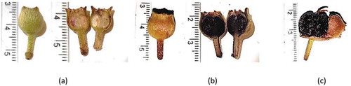 Figure 1. Different maturity stages of M. malabathricum (L.) fruit (a) Maturity stage 1 (MS1) immature fruit, (b) Maturity stage 2 (MS2) mature fruit, (c) Maturity stage 3 (MS3) ripen fruit