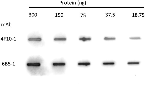 Figure 2. Slot blot of R.toxicus FH79 culture filtrate probed with anti R. toxicus mAbs 4F10 and 6B5.