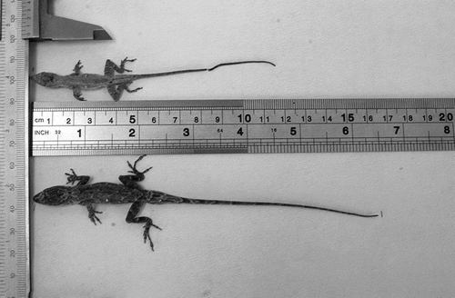 Figure 4. Two specimens representing approximately the mean size for males in the two populations. Above: a male individual from mainland. Below: a male from Don Panchito island.