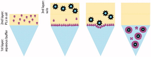 Figure 1. Schematic representation of the inverted emulsion process. First, a phospholipid (PL) solution in oil is placed on top of the buffer phase and allowed to equilibrate to form the interface oil–water. After equilibration, the w/o emulsion is gently pipetted on top of the second layer and the system is centrifuged, allowing the w/o droplets to cross the interface. At the end of the process, liposomes are collected from the bottom of the tube.