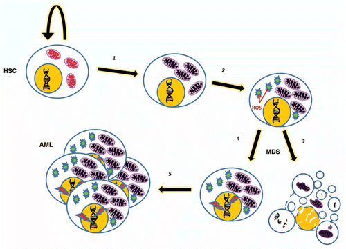 Figure 1 A simplified model where an HSC or early hematopoietic precursor develops a fault in autophagy/mitophagy (1) which leads to the build up of damaged mitochondria. These in turn cause an increase in metabolic by-products, including ROS (2) which result in cellular damage including genetic instability and more mitochondrial damage. A loss of quiescence results, along with both increased apoptosis (3) and proliferation (4) in an MDS phenotype. Oncogenic mutations may result in transformation and AML (5).
