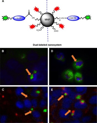 Figure 5 Internalization of the dual-labeled magnetic nanosystem (PI-MNP@LL-37-FITC or PI-MNP@CSA-13-FITC) into colorectal cancer HT-29 cells. This experiment was conducted using aminosilane-coated MNPs in which cathelicidin LL-37 or ceragenin CSA-13 attached to the MNP surface were linked to FITC. Additionally, aldehyde groups coating the MNP surface were labeled with PI. Schematic representation of dual-labeled nanosystems (A); FITC is indicated as green stars; PI is indicated as red stars. Internalization of cathelicidin LL-37-FITC (B) or PI-MNP@LL-37-FITC (C), ceragenin CSA-13-FITC (D) and PI-MNP@CSA-13-FITC (E). As indicated by arrows, both nanosystems were localized in the cytoplasm and/or nuclear compartment. (C, E) In some cells, LL-37-FITC and CSA-13-FITC molecules were released from the MNP surface (green fluorescence) and were localized in the nucleus area while the core–shell nanostructures were present in the cytosol (red fluorescence). Magnification 400×.Abbreviations: CSA-13-FITC, ceragenin CSA-13 labeled by FITC; LL-37-FITC, cathelicidin LL-37 labeled by FITC; FITC, fluorescein isothiocyanate; PI, propidium iodide; MNP, magnetic nanoparticles; PI-MNP@LL-37-FITC/PI-MNP@CSA-13-FITC, dual-labeled magnetic nanosystems.