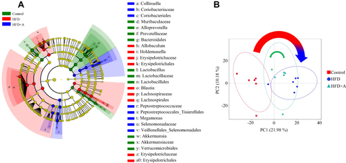 Figure 2 HFD alter the taxonomic composition of intestinal microbiome in Wistar rats, and atorvastatin can partially restore the intestinal microbiome changed with HFD. (A) LEfSe analysis of cladogram in three groups. The circle represents the classification level from phylum to genus. The diameter of the small circle is proportional to the relative abundance. (B) PCA Plot. The abscissa represents the first principal component (PC1), the ordinate represents the second principal component (PC2). The percentage represents the contribution value of PC1 or PC2 to the sample difference.