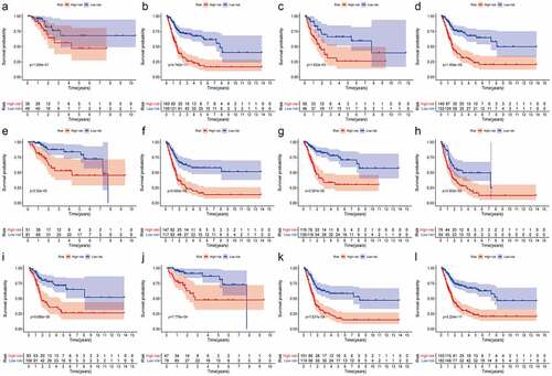 Figure 3. The Kaplan–Meier analysis showed that bladder cancer patients with lower risk scores still had better OS than the ones with higher risk scores in subgroups of age ≥ 60 (b), female (c), male (d), low T-stage (e), high T-stage (f), nodal metastasis-free (g), nodal metastasis (h), metastasis-free subgroup (i), high AJCC-stage (j), low AJCC-stage (k), and high pathological grade (l). While the difference of OS was not significant in the subgroups of age ≤ 60 (a)