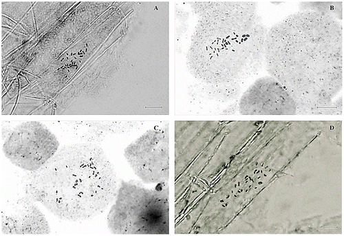 Figure 1. Somatic metaphase chromosomes of four species of Dianthus section Fimbriati. A: D. tabrisianus; B: D. sessiliflorus; C: D. stramineus; D: D. erythrocoleus. All scale bars = 10 μm.