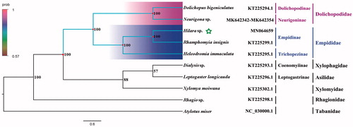 Figure 1. Bayesian phylogenetic tree of 10 Diptera species. The posterior probabilities are labeled at each node. Genbank accession numbers of all sequence used in the phylogenetic tree have been included in Figure 1 and corresponding to the names of all species.